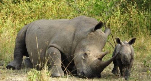 Uganda Wildlife Authority Closes Ziwa Rhino Sanctuary-TRAVELINDEX Uganda Wildlife Authority Closes Ziwa Rhino Sanctuary