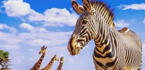 UNWTO and Google Partner to Restart of African Tourism-TOURISMAFRICA-TRAVELINDEX UNWTO and Google Partner to Restart of African Tourism